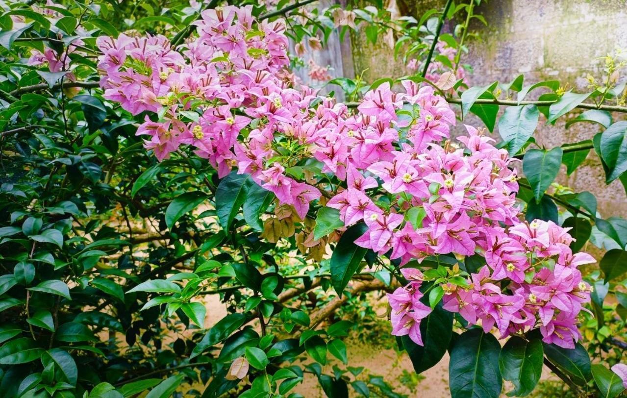 Marari Charlys Homestay Alappuzha Экстерьер фото